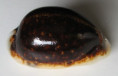 /products/cypraea-eglantina-duclos-1833-black/